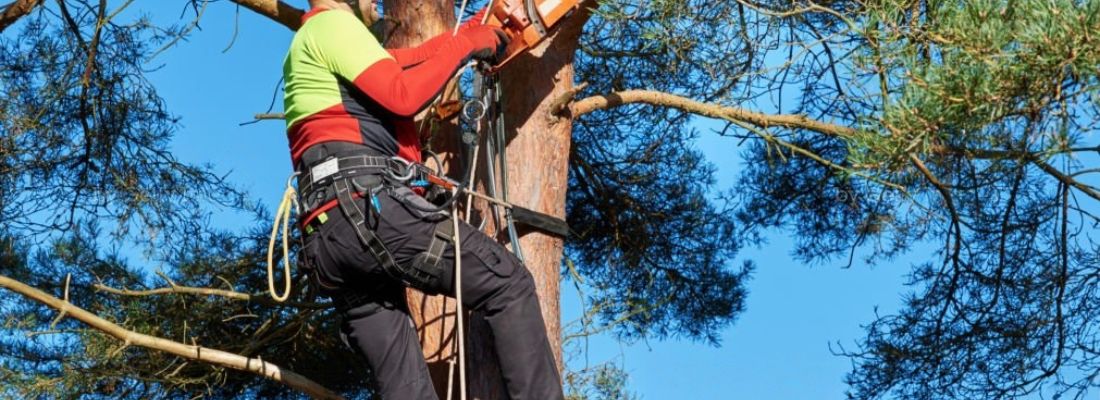 Certificado FSC - México 7 certificado bosques sotenibles